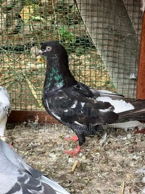 Timing Pigeon