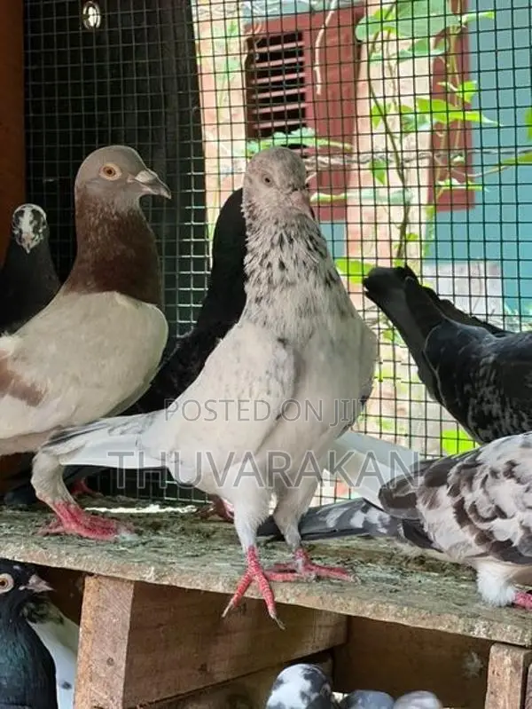 Timing Pigeon