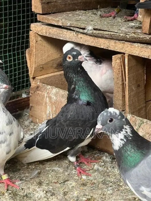 Timing Pigeon