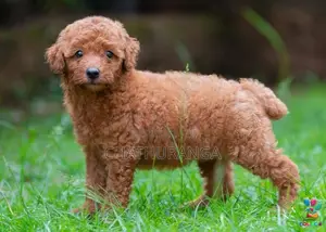 Toy Poodle