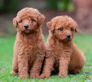 Toy Poodle