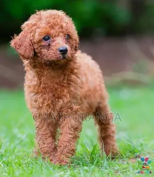 Toy Poodle