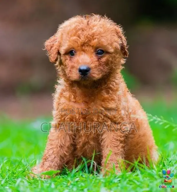 Toy Poodle