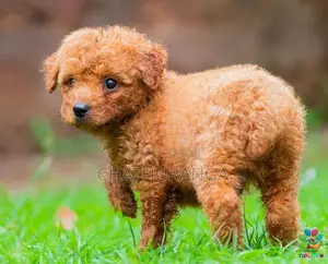 Toy Poodle