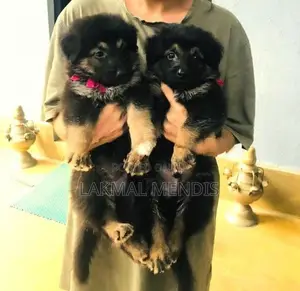 German Shepherd ( Long Coat) ජර්මන් ශෙපර්ඩ් දිගු ලොම්