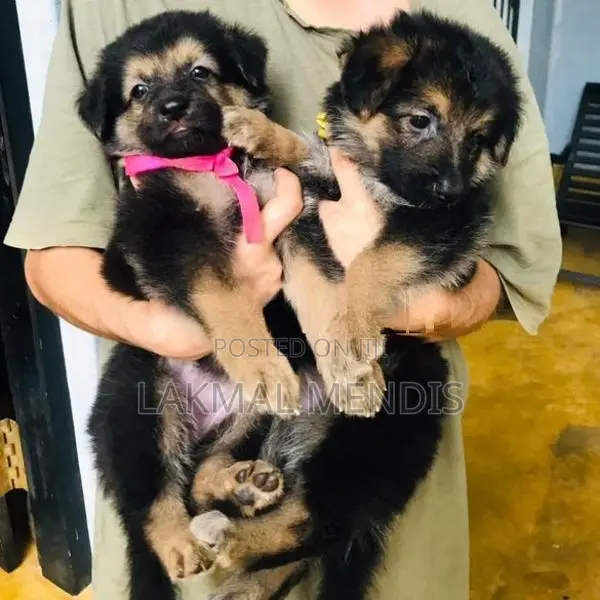 German Shepherd ( Long Coat) ජර්මන් ශෙපර්ඩ් දිගු ලොම්