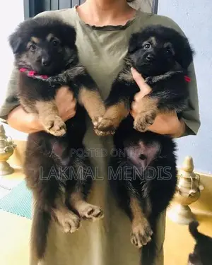 German Shepherd ( Long Coat) ජර්මන් ශෙපර්ඩ් දිගු ලොම්
