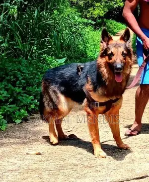 German Shepherd ( Long Coat) ජර්මන් ශෙපර්ඩ් දිගු ලොම්