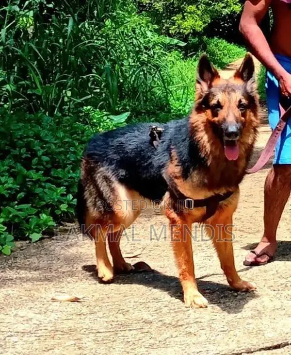 German Shepherd ( Long Coat) ජර්මන් ශෙපර්ඩ් දිගු ලොම්