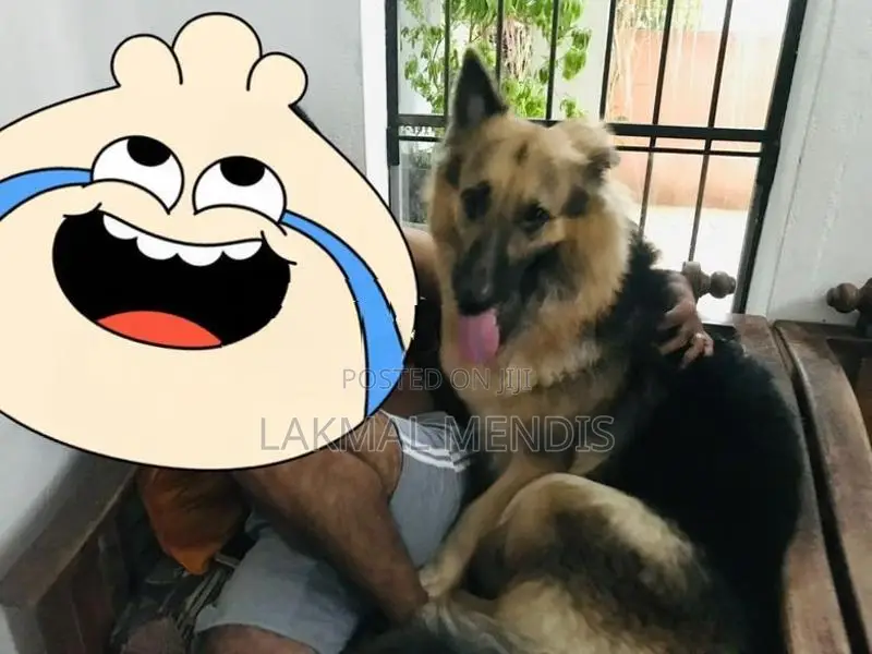 German Shepherd ( Long Coat) ජර්මන් ශෙපර්ඩ් දිගු ලොම්