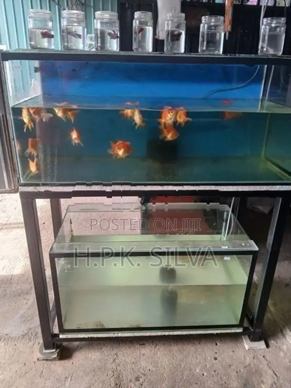 Fish Tank With Stand