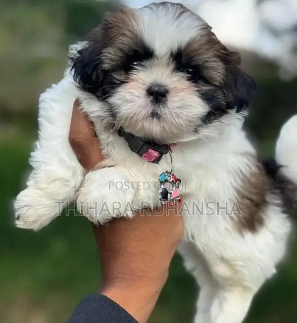 Shitzu Puppys