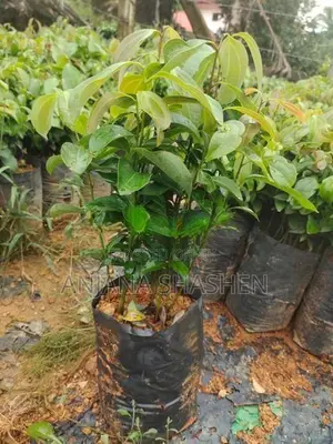 කුරුදු පැල