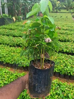 කුරුදු පැල