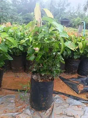 කුරුදු පැල