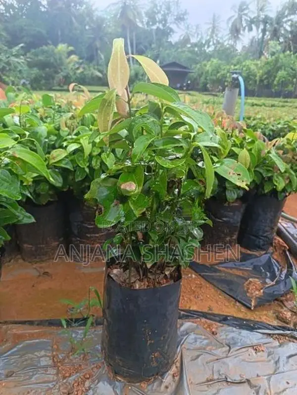කුරුදු පැල
