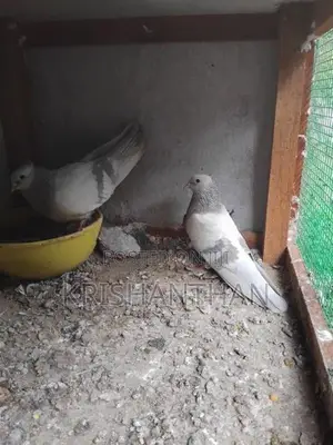 Pigeons