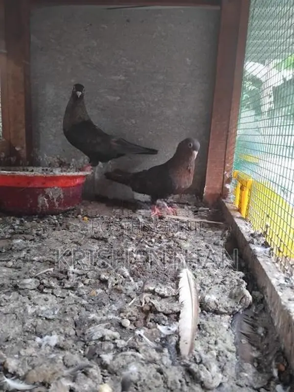 Pigeons