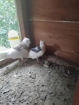 Pigeons