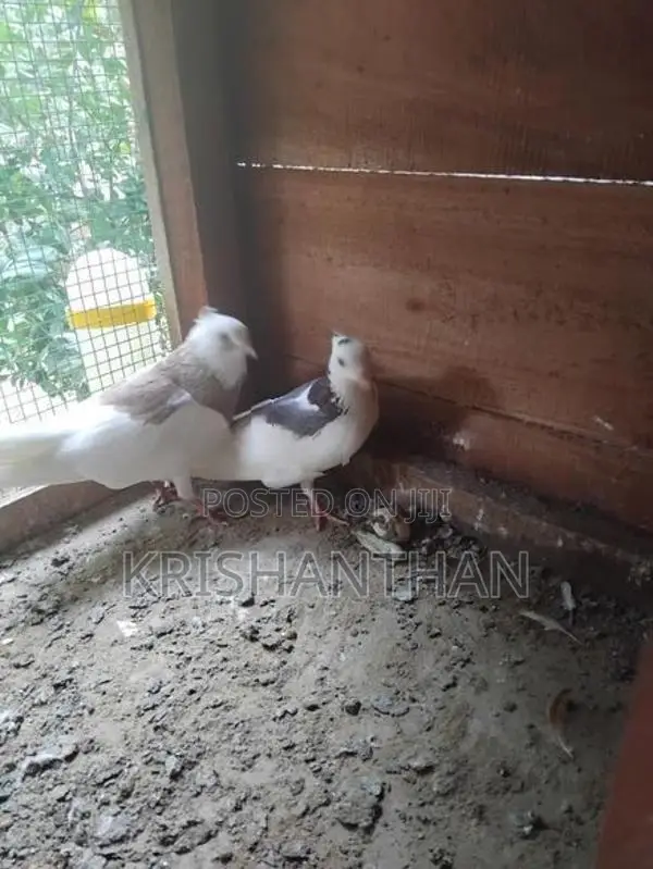 Pigeons
