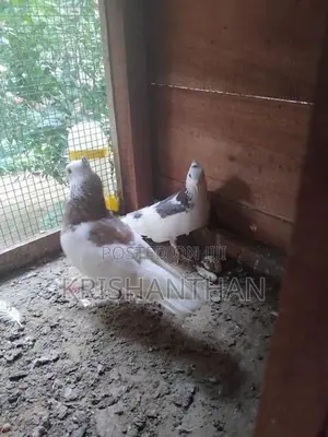 Pigeons