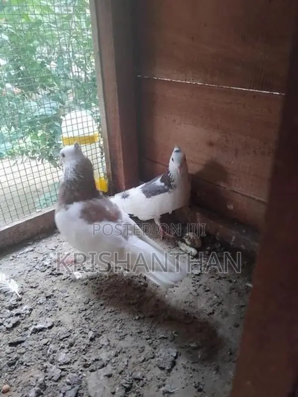 Pigeons