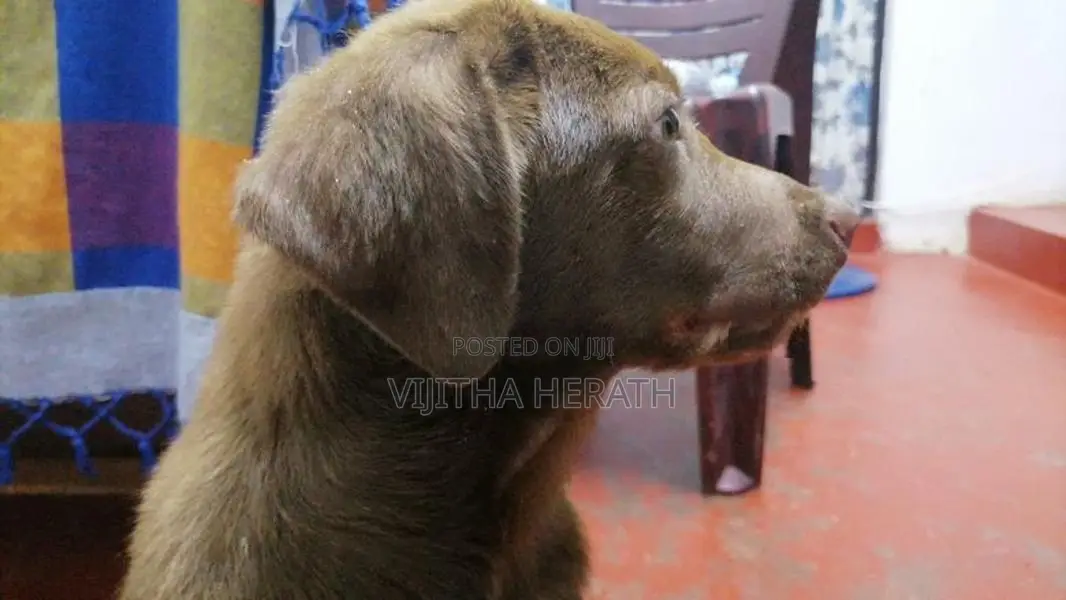 Labrador Brown Male Puppy