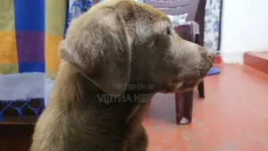 Labrador Brown Male Puppy