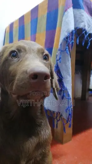 Labrador Brown Male Puppy