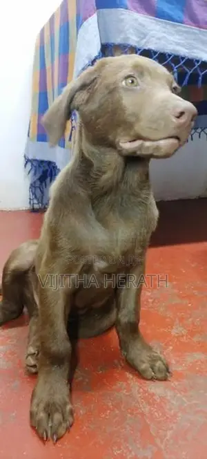 Labrador Brown Male Puppy