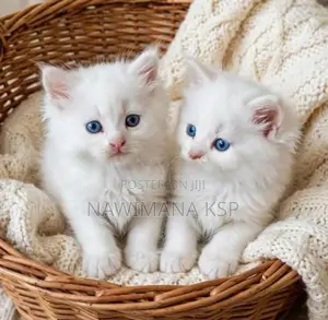 Persian Cat