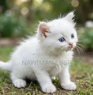 Persian Cat