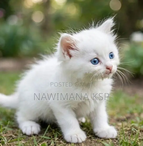 Persian Cat