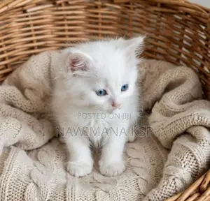 Persian Cat