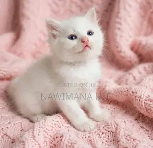 Persian Cat