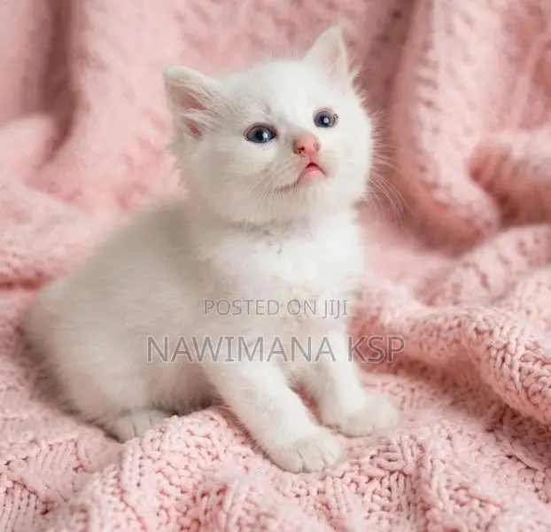Persian Cat