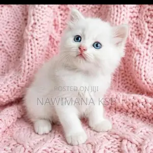 Persian Cat