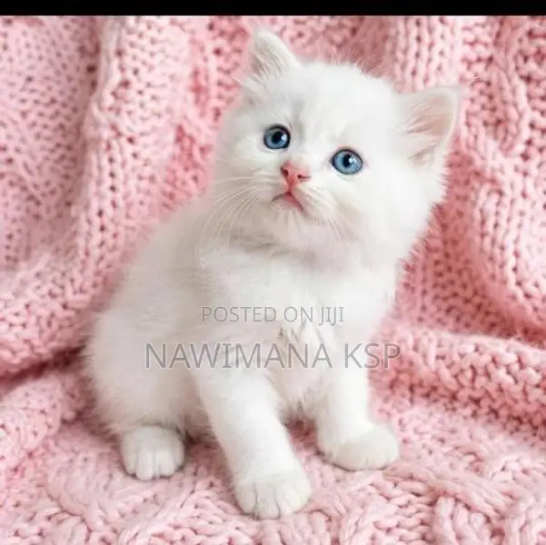 Persian Cat