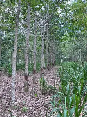 රබර් ඉඩම