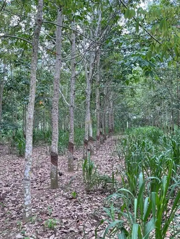 රබර් ඉඩම