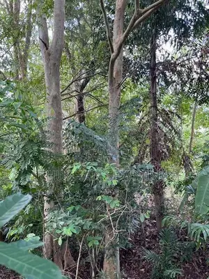 රබර් ඉඩම