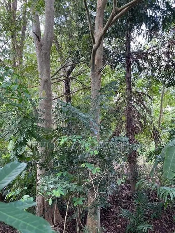 රබර් ඉඩම