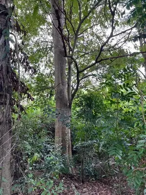 රබර් ඉඩම