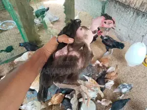 நாட்டு கோழிகள்