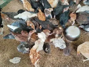 நாட்டு கோழிகள்
