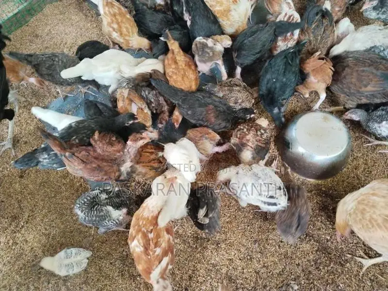 நாட்டு கோழிகள்
