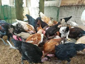 நாட்டு கோழிகள்
