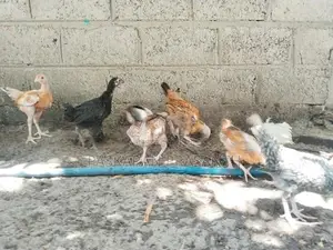 நாட்டு கோழிகள்