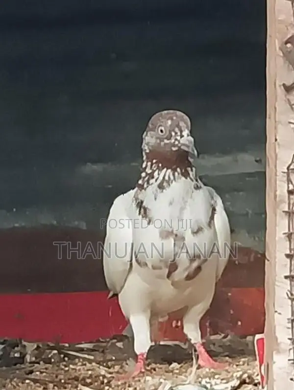 Timer Female