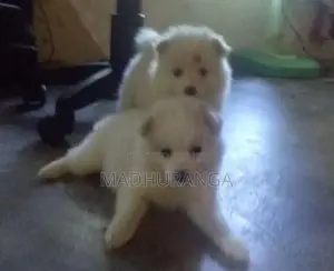 Lion Pomeranian Pups